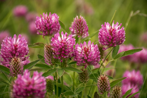 Red clover flowers rich in isoflavones for natural menopause hot flash relief