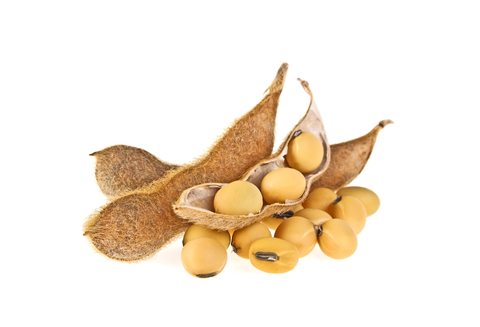 Soy beans containing isoflavones used as natural supplements for menopause symptoms