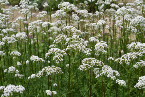 Valerian root traditionally used for sleep support and mild hot flashes in menopause
