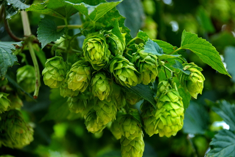 Hops plant containing phytoestrogens used for hot flashes and sleep in menopause