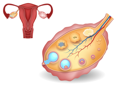 Normal womb and ovary with follicles in different stages of development.