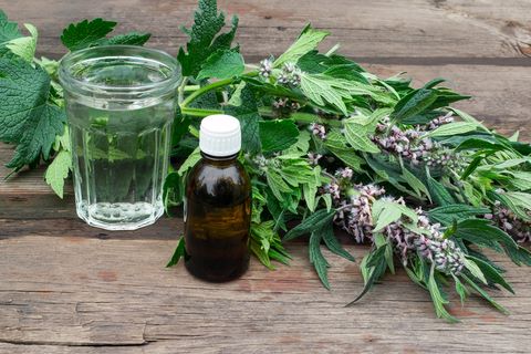 Motherwort herb traditionally used to support heart rhythm and stress-related circulation
