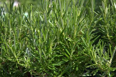 Rosemary plant traditionally used in herbal medicine to support circulation and vascular health