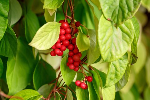 Schisandra berries traditionally used in herbal medicine to support cardiovascular resilience and circulation