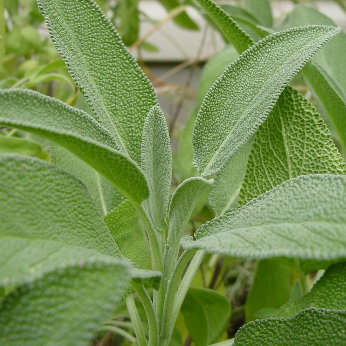 Sage leaves traditionally used to reduce excessive sweating during menopause