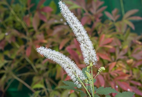 black cohosh plant used for menopause hot flashes