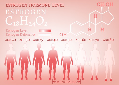 Estrogen hormone levels declining with age during perimenopause and menopause