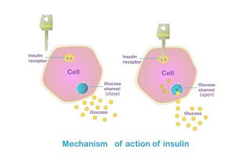Diagram showing how insulin works by unlocking the cell to allow glucose to enter, illustrating normal insulin action versus insulin resistance.