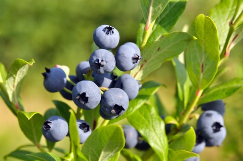 Bilberry plant traditionally used to support microcirculation and blood vessel health
