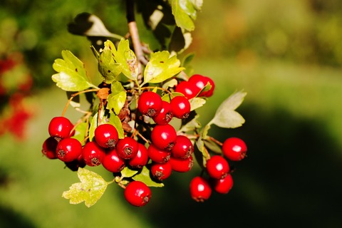 Hawthorn berries traditionally used in herbal medicine to support heart and circulation health