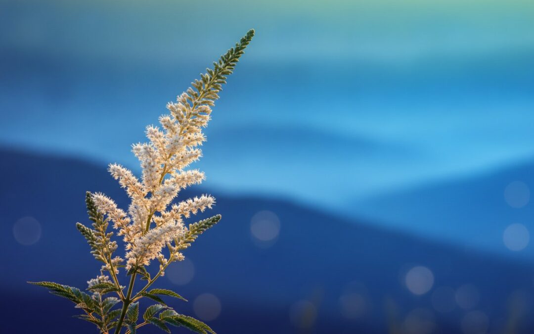Black Cohosh for Menopause: A Medical Expert’s Guide to Safe Herbal Relief